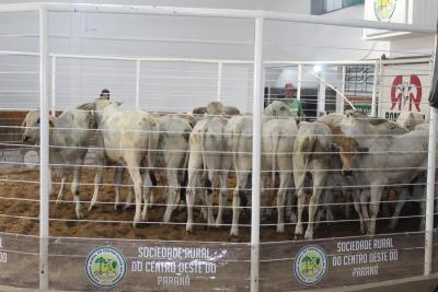 4º Leilão Top da Pecuária da Sociedade Rural será nos dias 14 e 16 de Abril